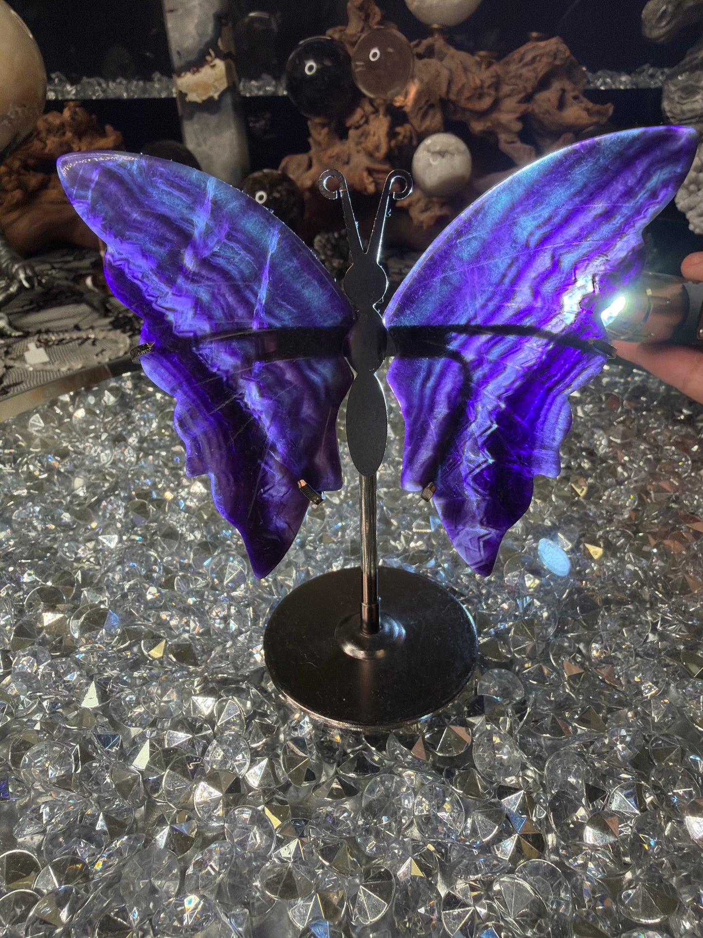 Purple Fluorite butterfly