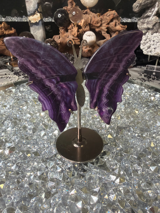 Purple Fluorite butterfly