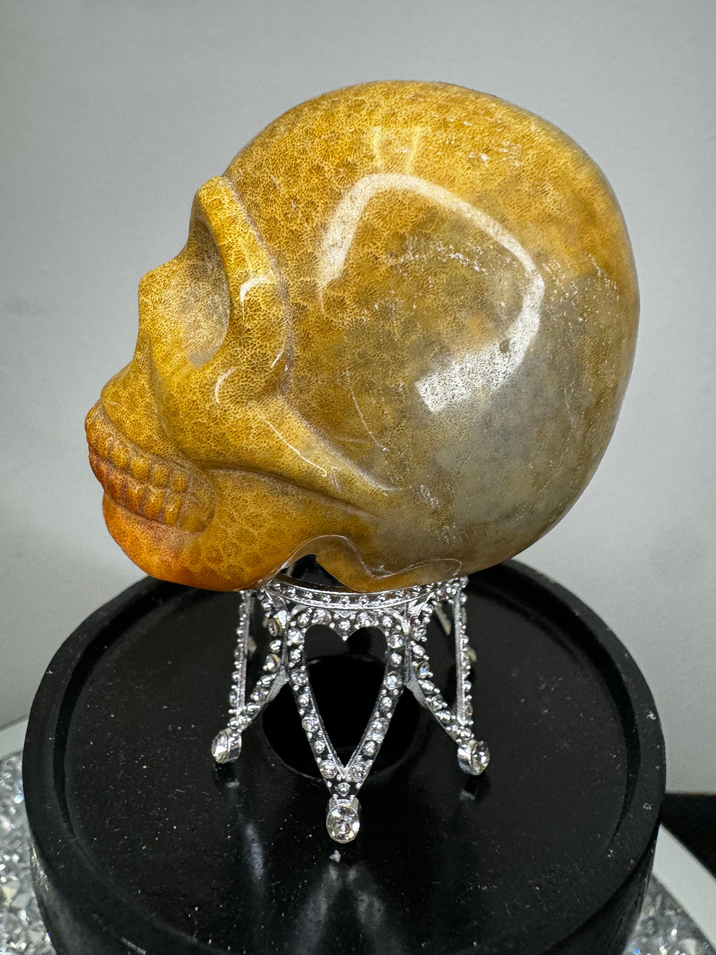Coral skull